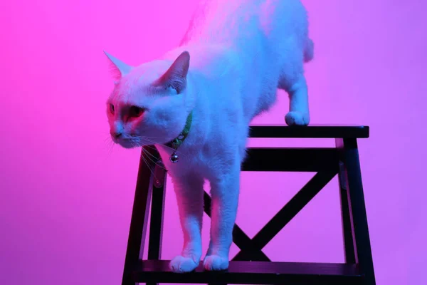 Chat Blanc Dans Lumière Gel Couleur — Photo