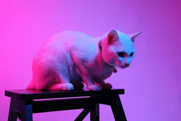 Білий Кіт Кольоровому Гелевому Світлі — стокове фото