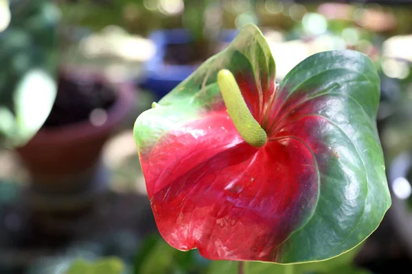 Beau Lys Flamant Dans Jardin — Photo