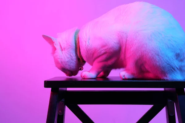 Chat Blanc Dans Lumière Gel Couleur — Photo