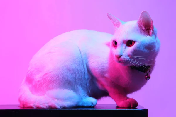 Gato Branco Luz Gel Cor — Fotografia de Stock