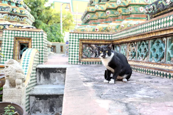 Verdwaalde Kat Wonend Thai Tempel Wijk — Stockfoto