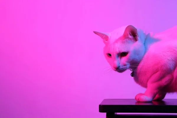 Chat Blanc Dans Lumière Gel Couleur — Photo