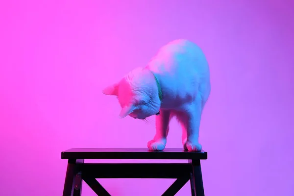 Chat Blanc Dans Lumière Gel Couleur — Photo