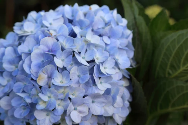 Bela Hortênsia Jardim — Fotografia de Stock