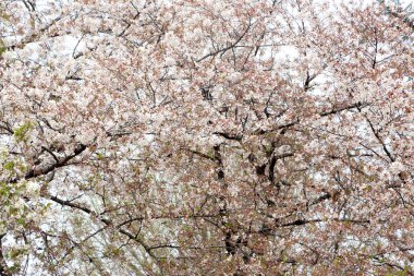 Güzel kiraz çiçeklerinin yakın plan fotoğrafı..