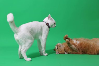 Yeşil ekranda iki kedi oynuyor..