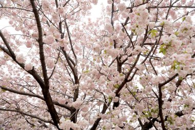 Güzel kiraz çiçeklerinin yakın plan fotoğrafı..