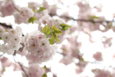 Güzel kiraz çiçeklerinin yakın plan fotoğrafı..
