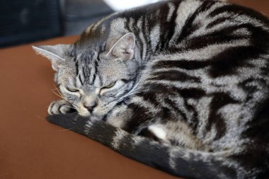 Sevimli kedi yastıkta dinleniyor..