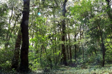 Ormanda bir sürü uzun ağaç.