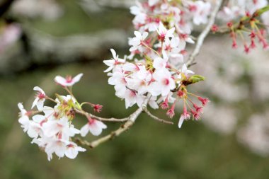 Güzel kiraz çiçeklerinin yakın plan fotoğrafı..