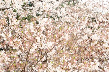 Güzel kiraz çiçeklerinin yakın plan fotoğrafı..