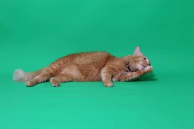 Yeşil ekrandaki kızıl kedi..