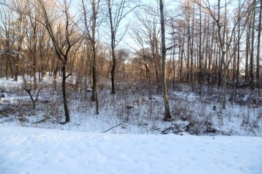 Kurumuş ağaç kışın ayakta duruyor.