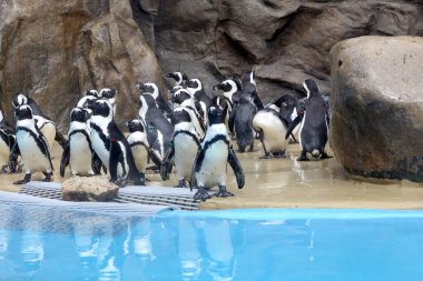 Havuzun kenarındaki penguen grubu..