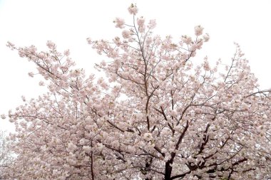 Güzel kiraz çiçeklerinin yakın plan fotoğrafı..