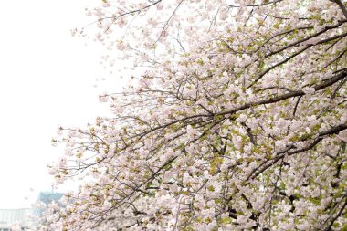 Güzel kiraz çiçeklerinin yakın plan fotoğrafı..