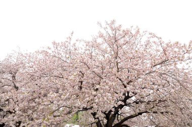 Güzel kiraz çiçeklerinin yakın plan fotoğrafı..