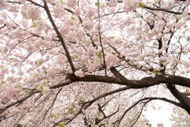 Güzel kiraz çiçeklerinin yakın plan fotoğrafı..