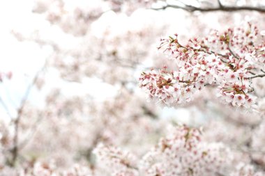 Güzel kiraz çiçeklerinin yakın plan fotoğrafı..