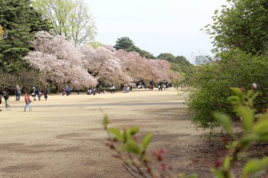 Tokyo, Japonya - 12 Nisan 2019: Birçok turist Japonya 'nın kiraz ağaçları, çiçek görmek için Shinjuku Gyoen Ulusal Bahçesini ziyaret eder