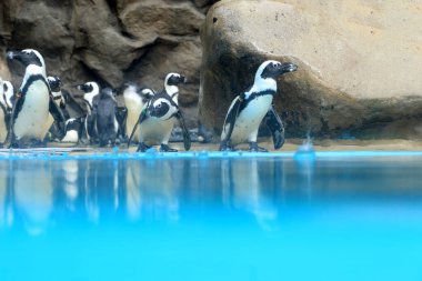 Havuzun kenarındaki penguen grubu..