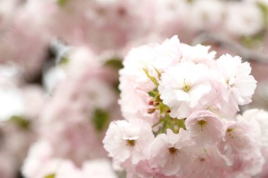 Güzel kiraz çiçeklerinin yakın plan fotoğrafı..