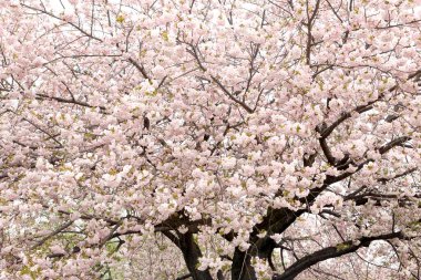 Güzel kiraz çiçeklerinin yakın plan fotoğrafı..