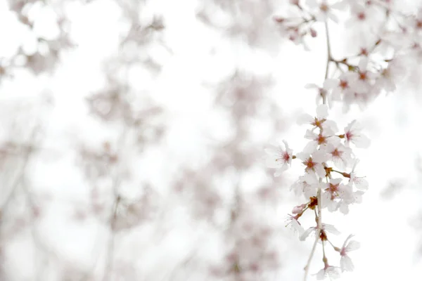 Zbliżenie Obraz Piękny Wiśniowy Kwiat — Zdjęcie stockowe