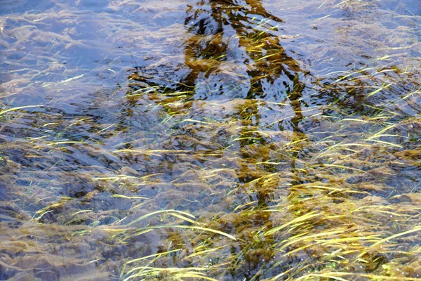 Abstraktní Pohyb Listového Plevele Průzračném Poudu — Stock fotografie