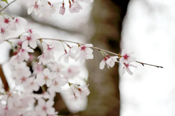 Das Nahaufnahme Bild Der Schönen Kirschblüte — Stockfoto