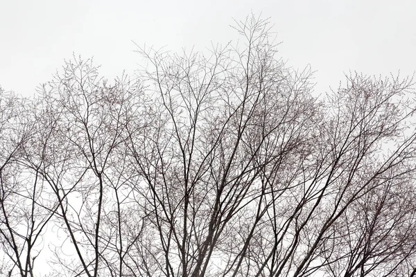 Der Getrocknete Baum Steht Winter — Stockfoto