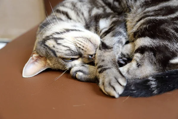 Adorable Cat Relaxing Pillow — Stock Photo, Image