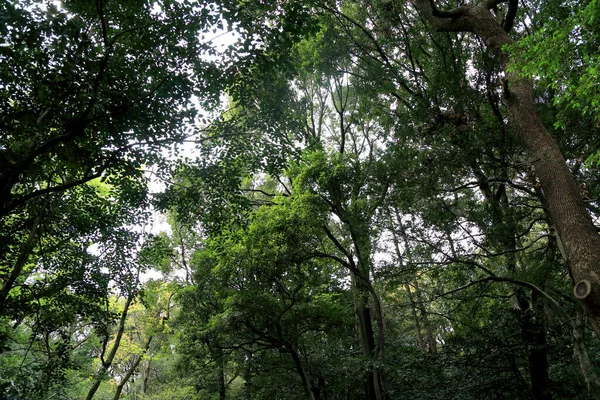 Many tall trees in the forest.