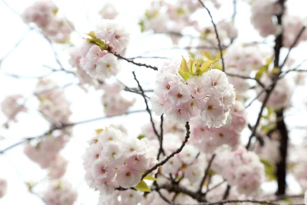 Das Nahaufnahme Bild Der Schönen Kirschblüte — Stockfoto