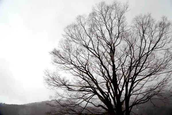 Der Getrocknete Baum Steht Winter — Stockfoto