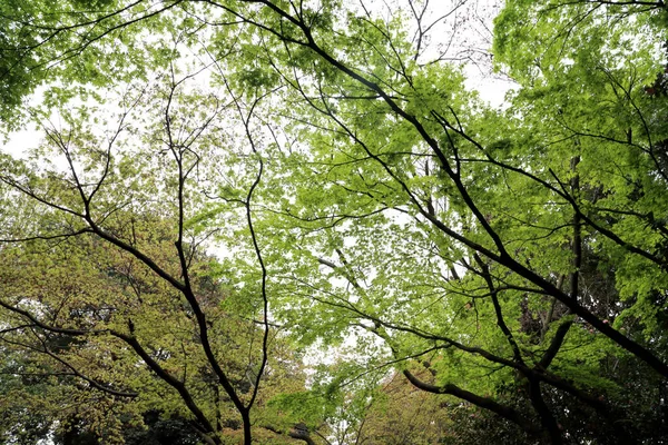 Many tall trees in the forest.