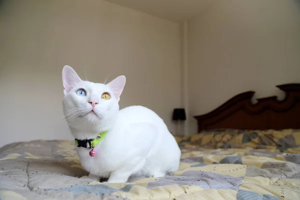 Yatağın Üzerindeki Garip Gözlü Kedi — Stok fotoğraf