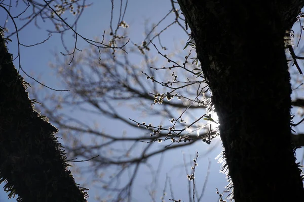 Die Silhouette Von Kirschblütenzweigen Gegen Den Blauen Himmel — Stockfoto