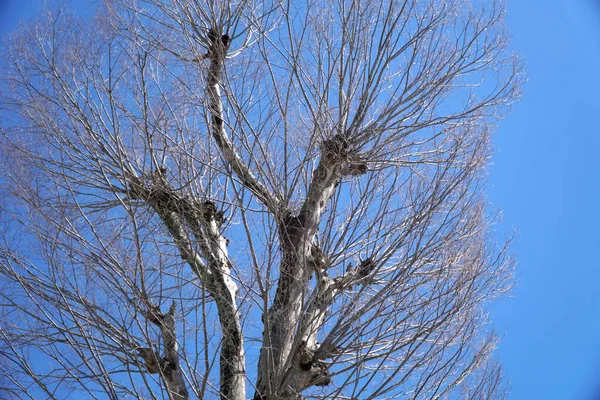 Der Getrocknete Baum Steht Vor Dem Blauen Himmel — Stockfoto