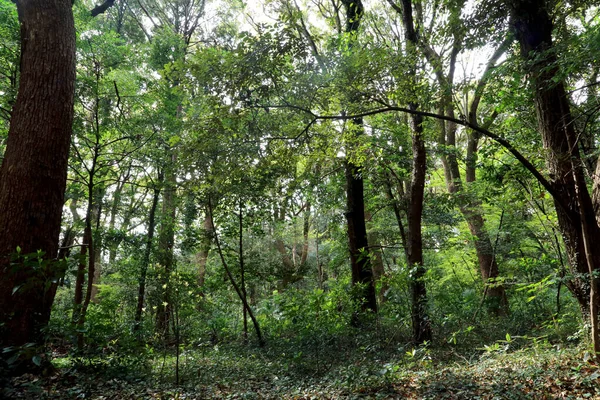 Many tall trees in the forest.