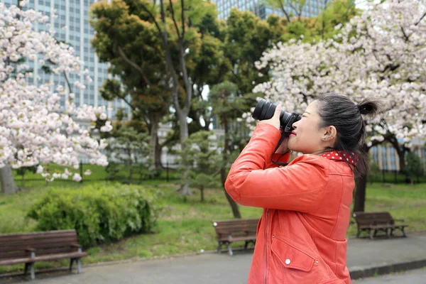 Die Asiatin Fotografiert Die Sakura Bäume — Stockfoto