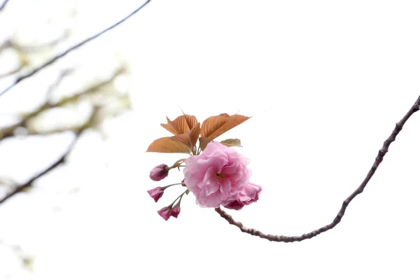 Das Nahaufnahme Bild Der Schönen Kirschblüte — Stockfoto