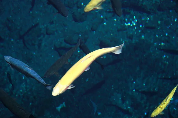 Der Gelbe Karpfenfisch Schwimmt Klaren Wasser — Stockfoto