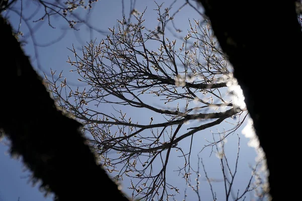 Die Silhouette Von Kirschblütenzweigen Gegen Den Blauen Himmel — Stockfoto