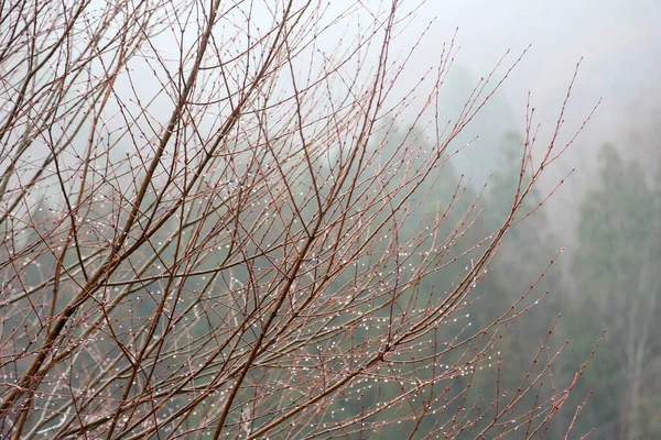 Die Getrockneten Äste Sind Nass Vom Regen — Stockfoto