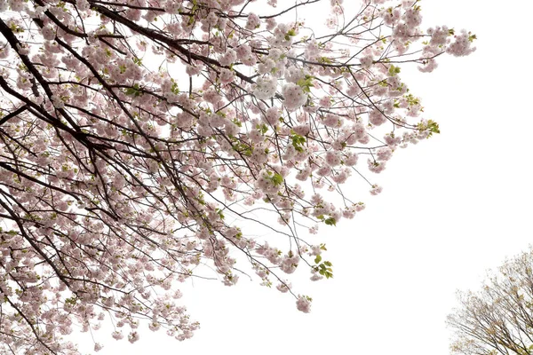 Das Nahaufnahme Bild Der Schönen Kirschblüte — Stockfoto