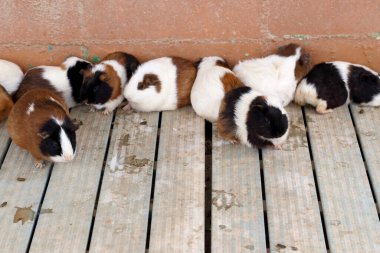 Sevimli kobay grubu..