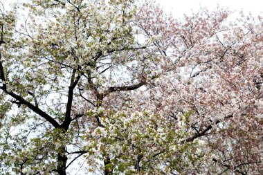 Güzel kiraz çiçeklerinin yakın plan fotoğrafı..